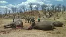 Sejumlah gajah tanpa kepala saat ditemukan petugas yang diyakini telah dibunuh oleh pemburu di Taman Nasional Hwange, Zimbabwe (26/10). Sedikitnya 22 ekor gajah ditemukan mati akibat diracun dengan sianida yang ditaburkan di kubangan. (REUTERS/Stringer)