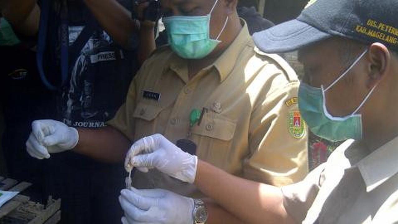 Marak flu burung, stok vaksin di Magelang habis