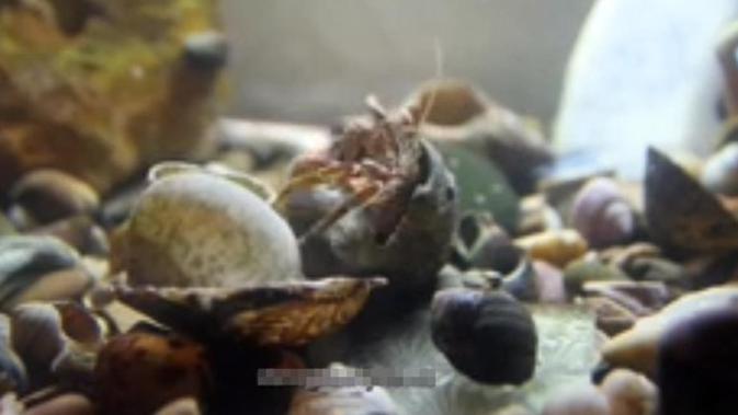 Lucu Kelomang Ini Salah Alamat Saat Ganti Cangkang Lifestyle Fimela Com