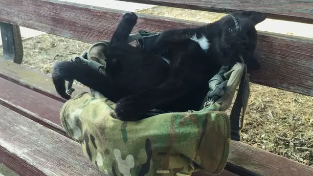 8 Potret Ini Buktikan Kucing Bisa Tidur di Mana Saja