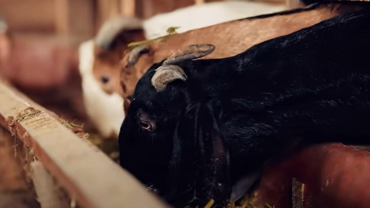 Kambing di peternakan Garum Farm