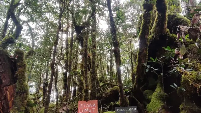 Gunung Torenali di Sulawesi dengan hutan lumutnya