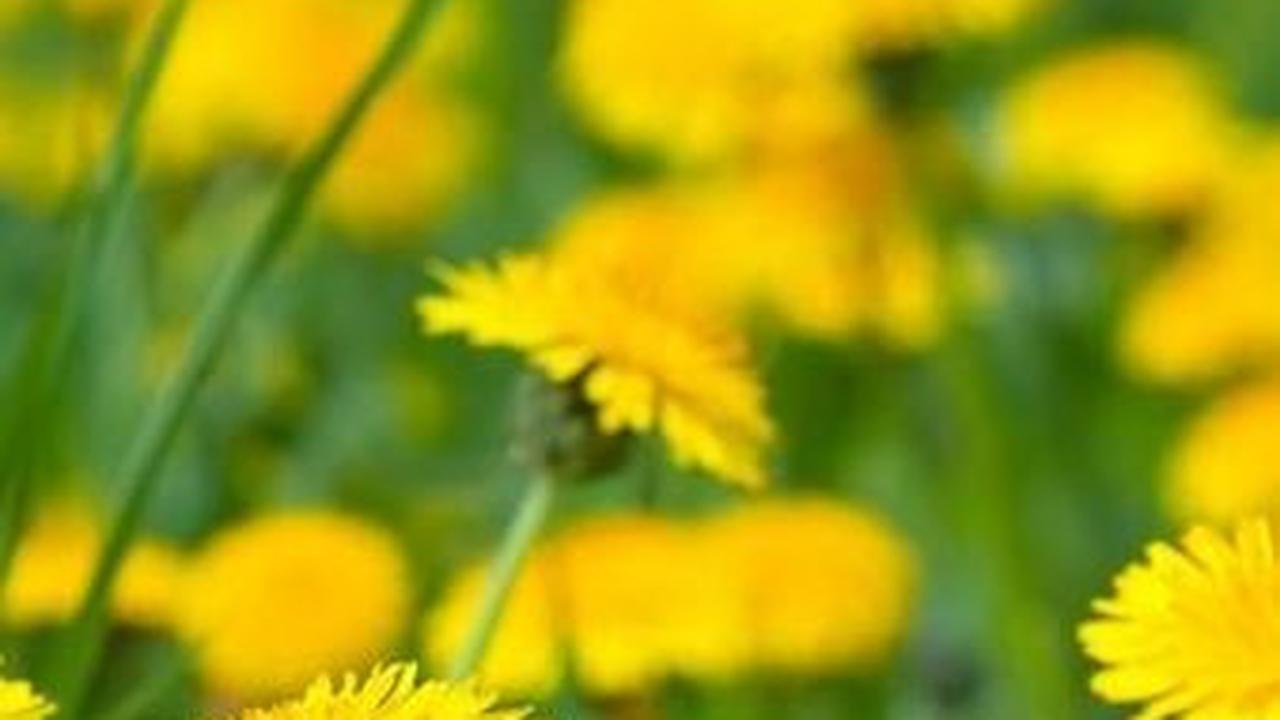 Dandelion mungkin terlihat seperti tanaman biasa di halaman belakang, tetapi khasiatnya yang luar biasa menjadikannya salah satu tanaman obat yang patut diperhitungkan.&nbsp;