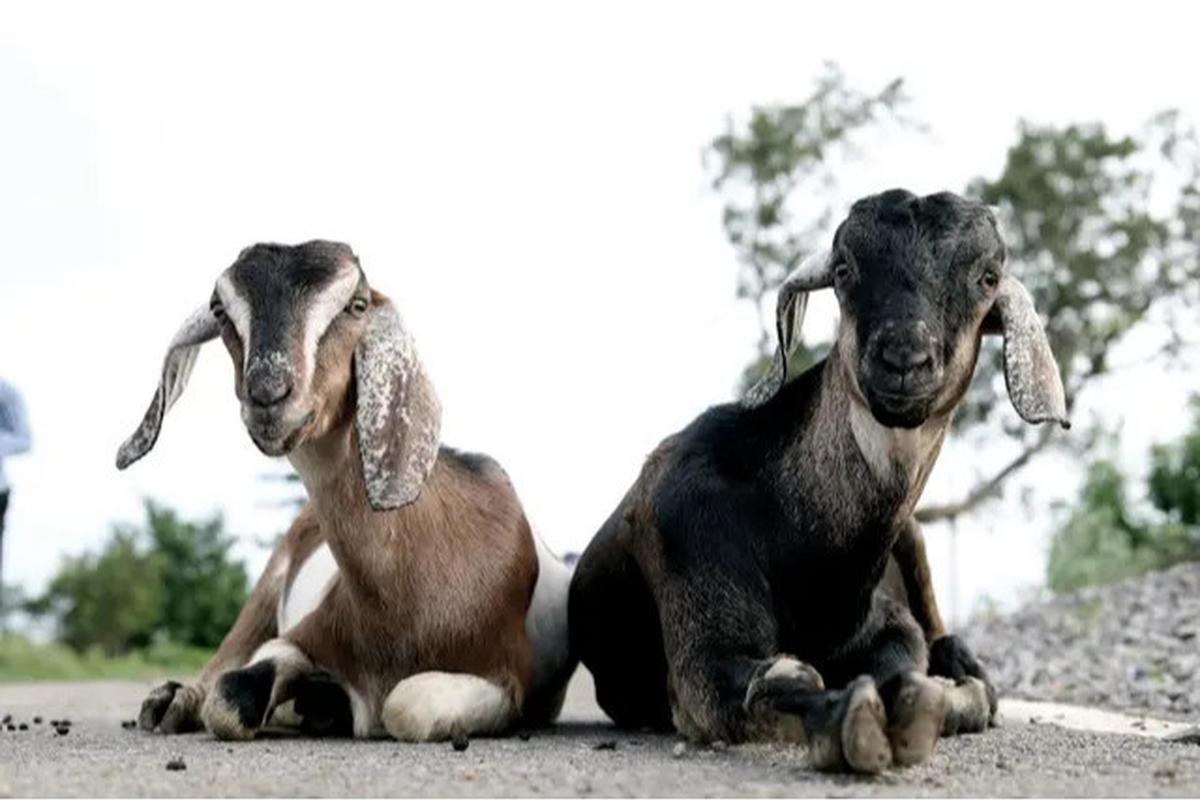 Kisah Malaikat Minta Kambing ke Nabi Ibrahim di Hari Raya Idul Adha, Diceritakan Gus Baha