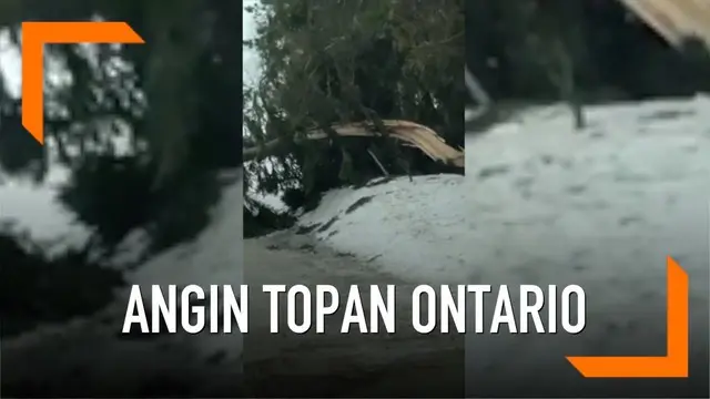 Pohon besar tumbang yang diakibatkan dari tiupan angin topan di Ontario, Kanada. Kejadian alam tersebut mengakibatkan pemadaman listrik, menutup jalan dan kecelakaan kendaraan.