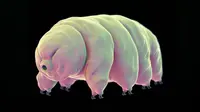 Tardigrade, beruang air berukuran sangat kecil yang mampu hidup dalam kondisi ekstrem. (iStock)