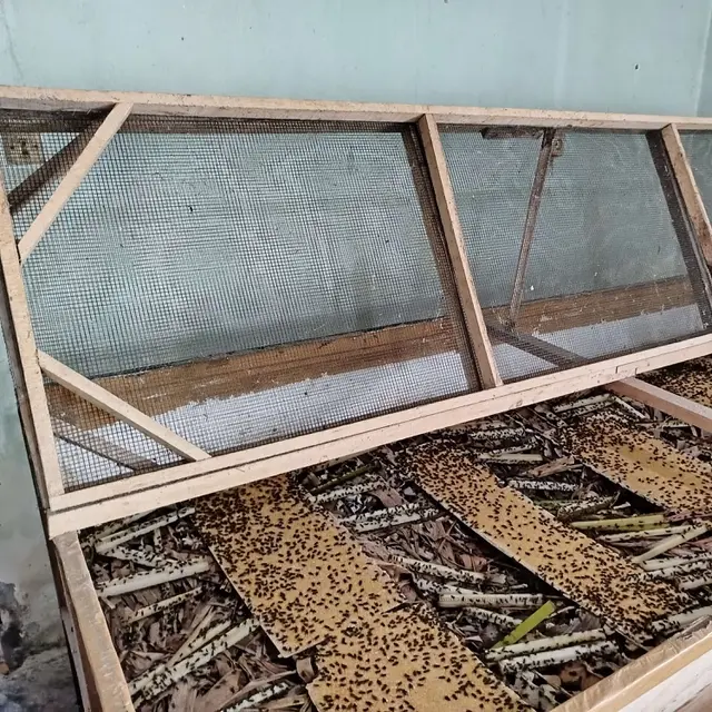 Cara Beternak Jangkrik di Rumah bagi Pemula
