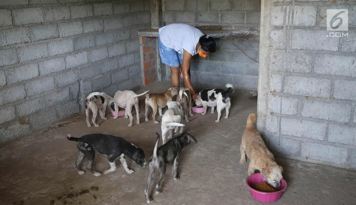 Relawan memberi makanan ke sejumlah anjing di Posko Bali Rumah Singgah Satwa, Padangbai, Bali, Senin (4/12).  Para relawan berharap agar masyarakat mau mengadopsi anjing-anjing tersebut. (Liputan6.com/Immanuel Antonius)