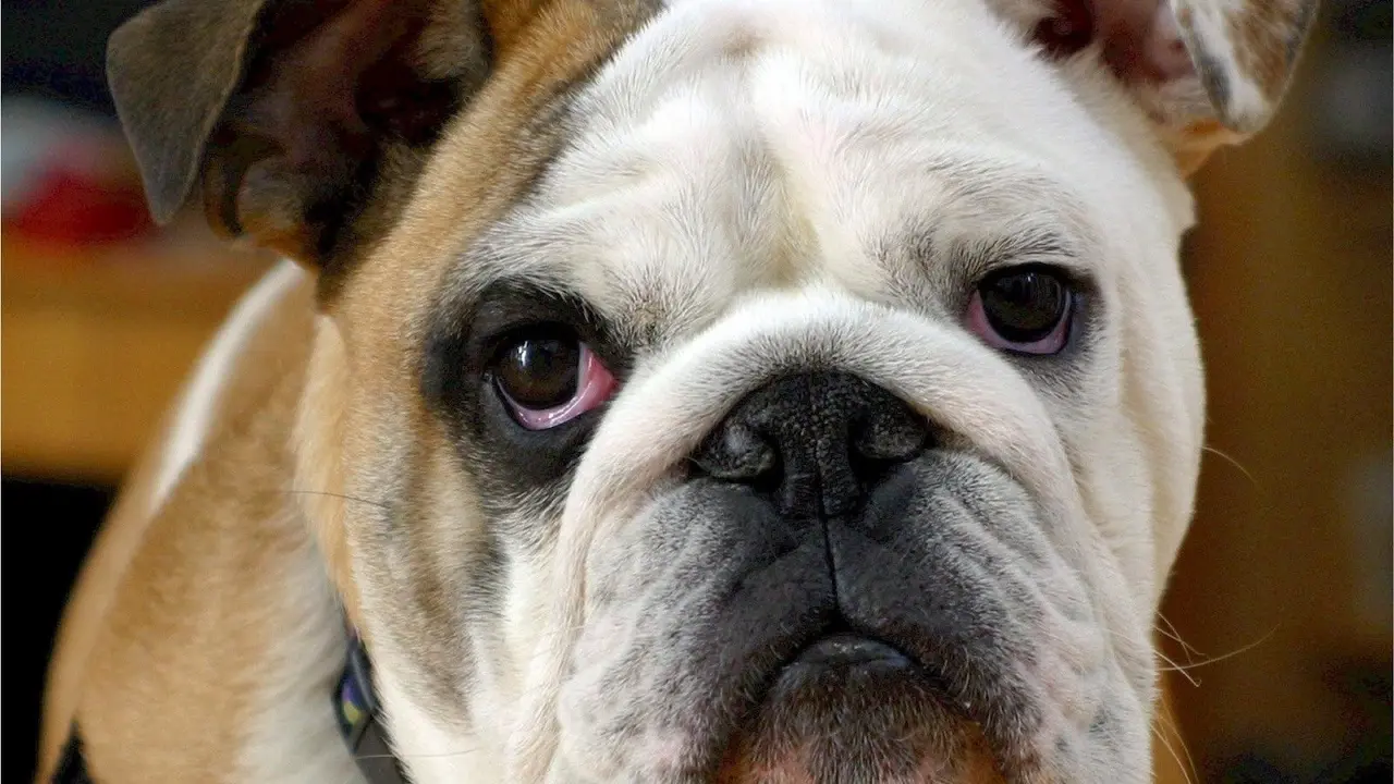 Oleskan Selai Kacang di Selangkangan, Penis Pria Ini Putus Digigit Bulldog