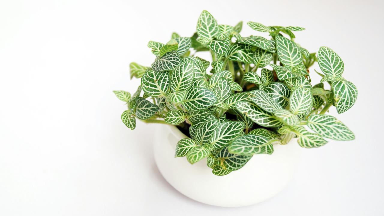 Fittonia