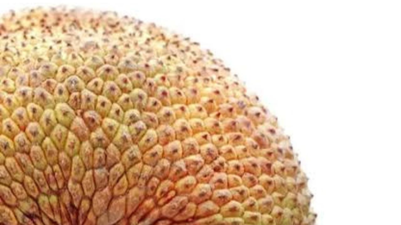 tekstur kulit nangka