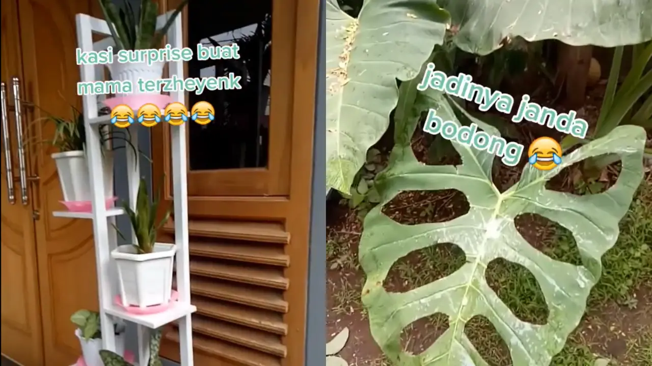 Janda Bolong Unik