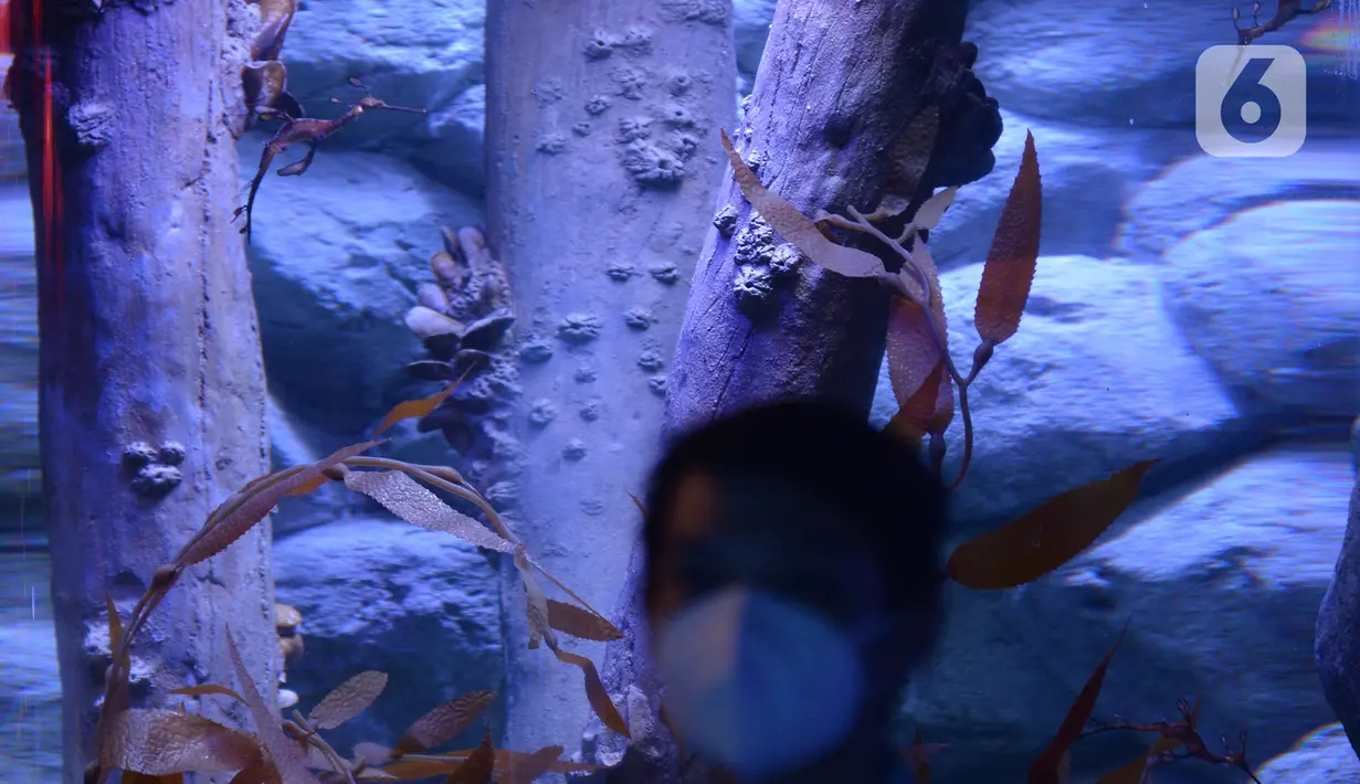 Naga laut atau Sea Dragons saat ditampilkan di Jakarta Aquarium dan Safari, Jakarta, Rabu (27/1/2021). Sea Dragons merupakan hewan endemik yang terancam punah, hewan ini berasal dari perairan Australia. (merdeka.com/Imam Buhori)