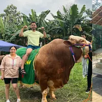 Sapi Kurban Seleb (Instagram/raffinagita1717/irfanhakim75)