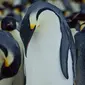 Pinguin jantan saat mengerami telur bayi pinguin di Benua Antartika. saat pejantan mengerami telur masa ini digunakan penguin betina untuk mencari makanan untuk dirinya sendiri dan calon penguin yang dierami pejantan. (Dailymail.co.uk)