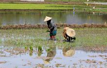 Fakta Mengejutkan: 17,2 Juta Petani Gurem Terpinggirkan, DPR Desak Pemerintah Buat Kebijakan Khusus Atasi Kemiskinan