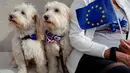 Pemilik anjing dan hewan peliharaan mereka berkumpul sebelum pawai anti-Brexit di London, Minggu (7/10).  Sekitar seribu anjing dan pemiliknya menuntut Brexit diakhiri melalui pemungutan suara kedua. (AFP/Tolga AKMEN)