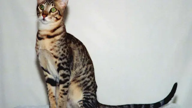 Kucing Serengeti