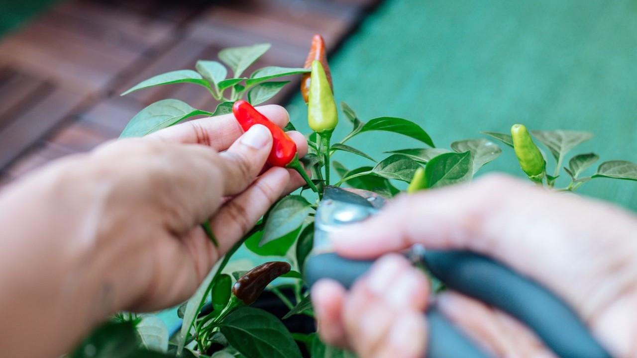 7 Cara Merangsang Pohon Cabai agar Cepat Berbuah dan Panen Melimpah