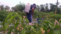 Petani cabai rawit di Provinsi Gorontalo harus menyiram satu persatu pohon cabai (Arfandi Ibrahim/Liputan6.com)