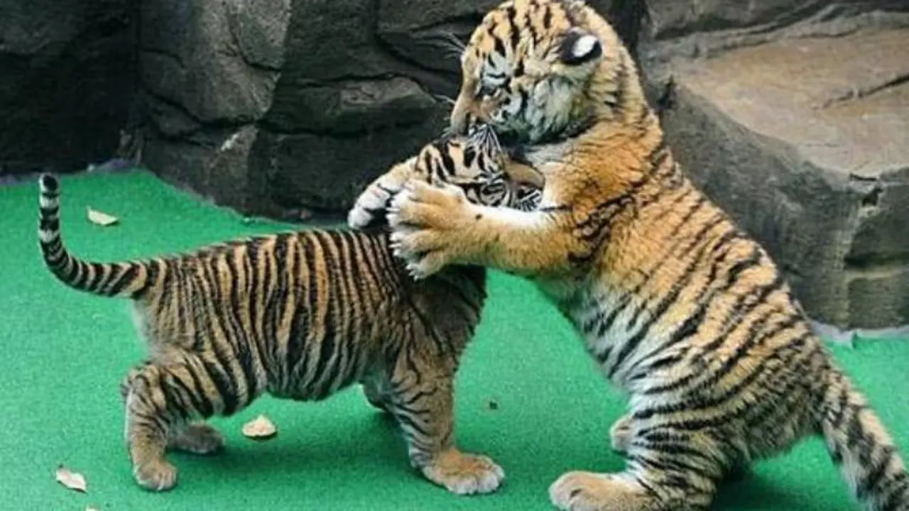 Lagi Stres? Pantengin 19 Anak Hewan yang Imut Luar Biasa Ini!