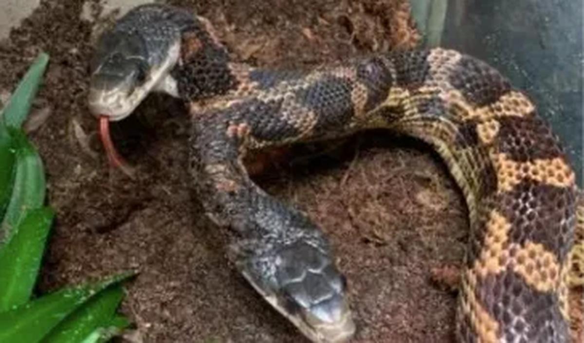 Ular ini juga pernah memiliki luka pada lehernya. Sehingga ia harus dikeluarkan dari pameran di Kebun Binatang.