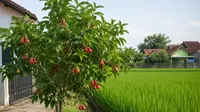 7 Pohon Buah yang Tidak Mengganggu Pertumbuhan Padi di Sawah, Panen Ganda dalam Satu Area