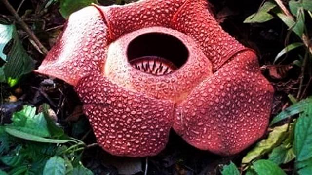 Bunga Rafflesia Terbesar yang Tumbuh di Indonesia jadi Sorotan Dunia