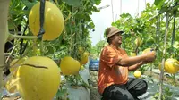 Petani binaan Ewindo memanen buah melon premium Stella F1 di Teluk Naga, Tangerang, Kamis (20/4). Dengan teknik budidaya tanaman hortikultura berkualitas tinggi, melon tersebut dapat mengakses pasar-pasar modern di Ibu Kota. (Liputan6.com/Helmi Afandi)