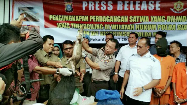 Penyelundupan 70 Ekor Trenggiling ke Malaysia