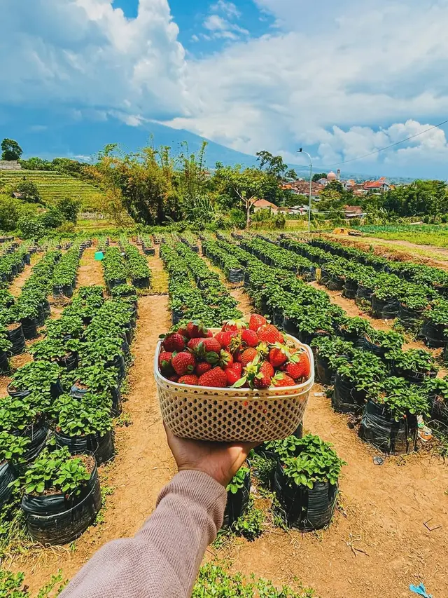 Tempat Wisata di Batu yang Lagi Hits Lumbung Stroberi