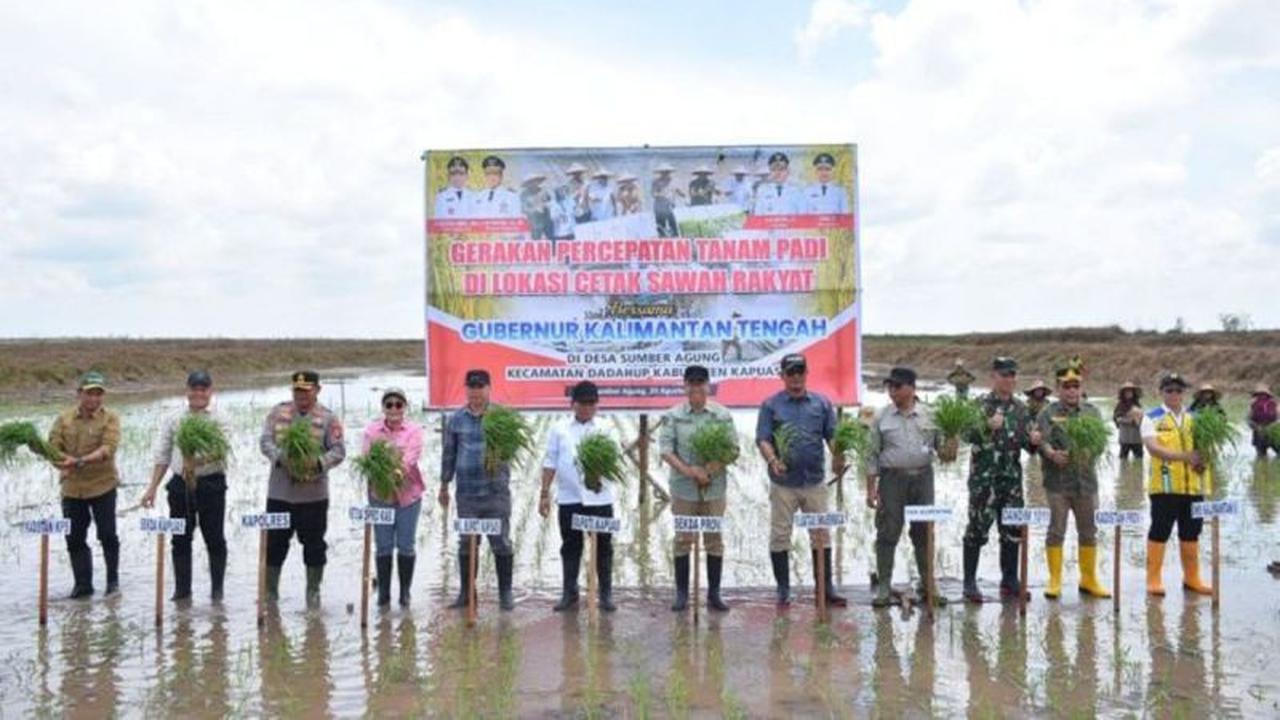 Fakta Unik: Gerakan Percepatan Tanam Padi di Kapuas, Kalteng, Mampu Panen 5 Kali dalam 2 Tahun!