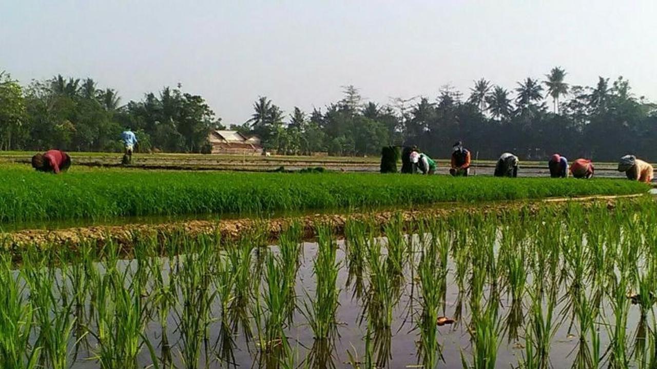 Perluasan Lahan Pertanian Karawang Digenjot, Target Produksi Gabah 1,42 Juta Ton di 2026