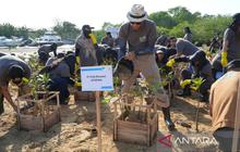 Fakta Unik: PLN Tanam 6.000 Mangrove di Bali, Selamatkan Pesisir dari Abrasi dan Jadi Ekowisata?