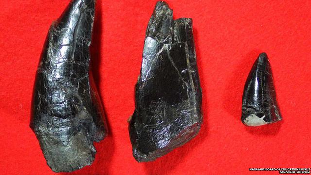 Gigi Dinosaurus T-Rex Raksasa Ditemukan di Jepang