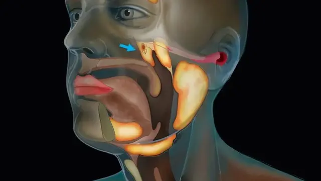 Ilmuwan Ini Secara Tidak Sengaja Temukan Organ Baru dalam Tubuh Manusia