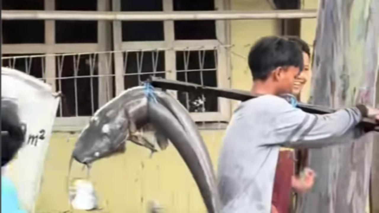 Geger di Bekasi, Lele Raksasa Ditangkap Remaja di Pinggir Jalan Saking Beratnya Dibawa Pakai Kayu