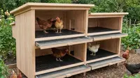 9 Model Kandang Ayam Tingkat Minimalis Mudah Dibersihkan, Inovatif untuk Lahan Terbatas