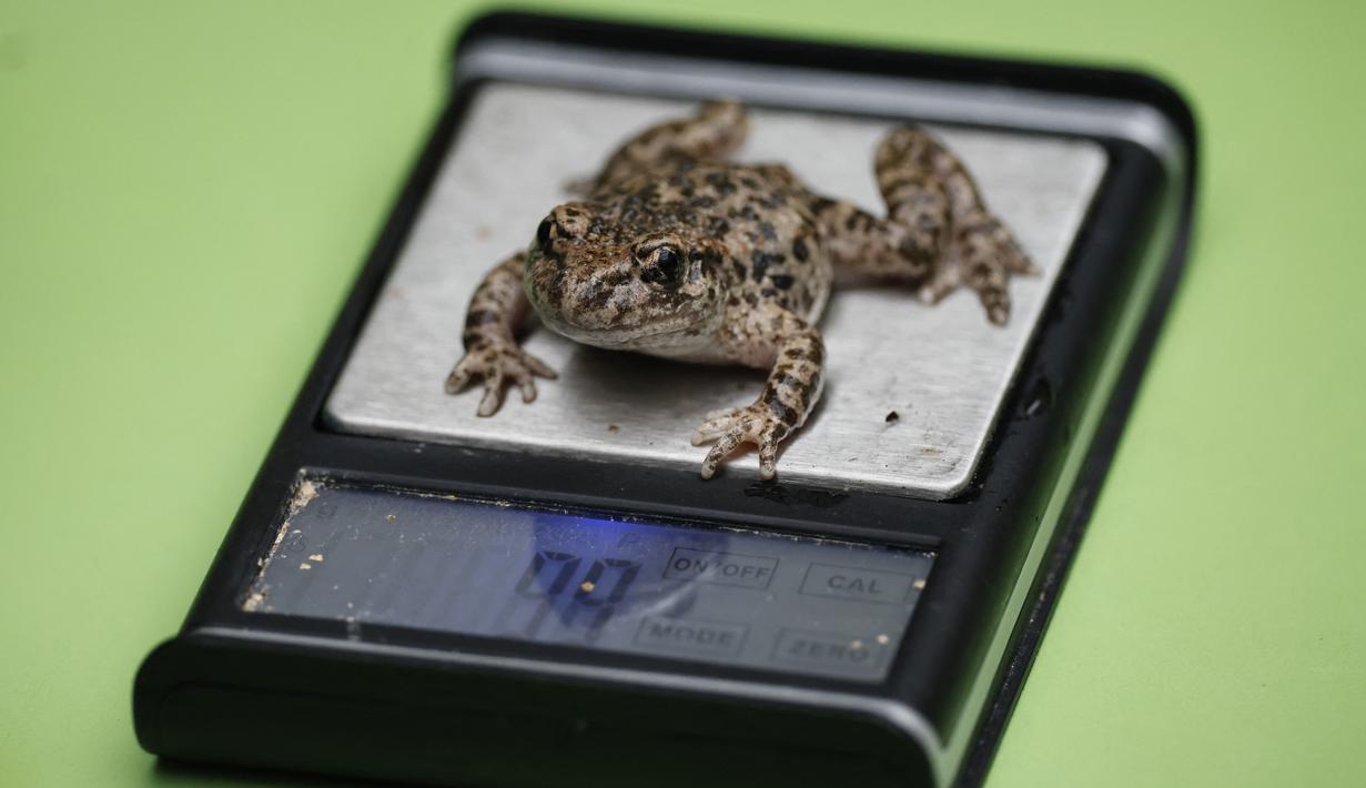 Seekor katak bidan ditimbang selama sesi pemotretan penimbangan tahunan di Kebun Binatang London, pada Kamis (26/8/2021). Pengukuran tinggi dan berat badan ini untuk mengetahui kesejahteraan dan kesuburan hewan. (Tolga Akmen / AFP)