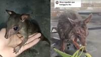 Viral Pria Ini Pelihara Kanguru Mini Asal Papua (Sumber: TikTok@..aaa_03)