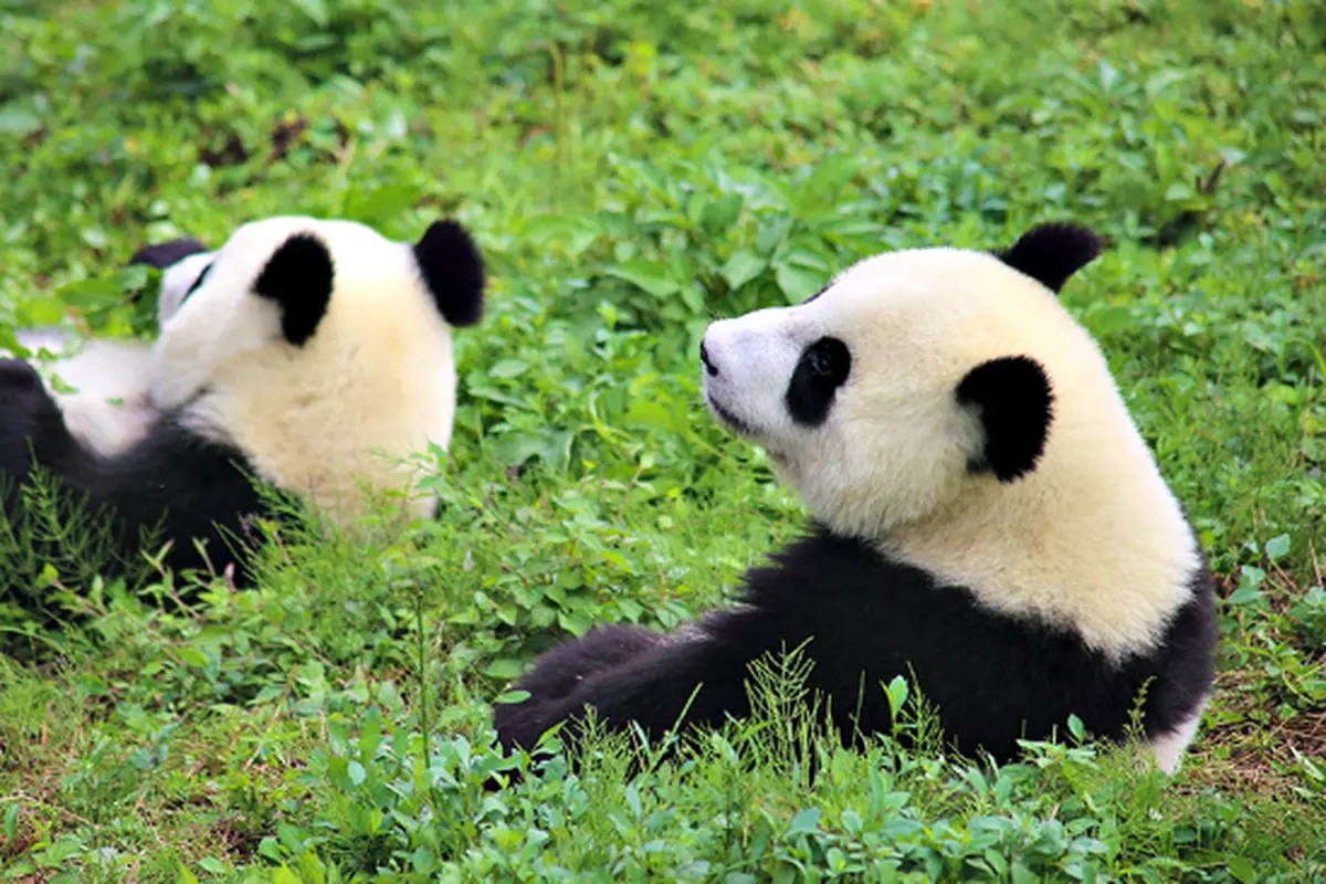 Pembiakan panda (3)