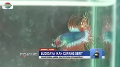Menjodohkan ikan cupang serit ternyata membawa keuntungan bila kita tau caranya.