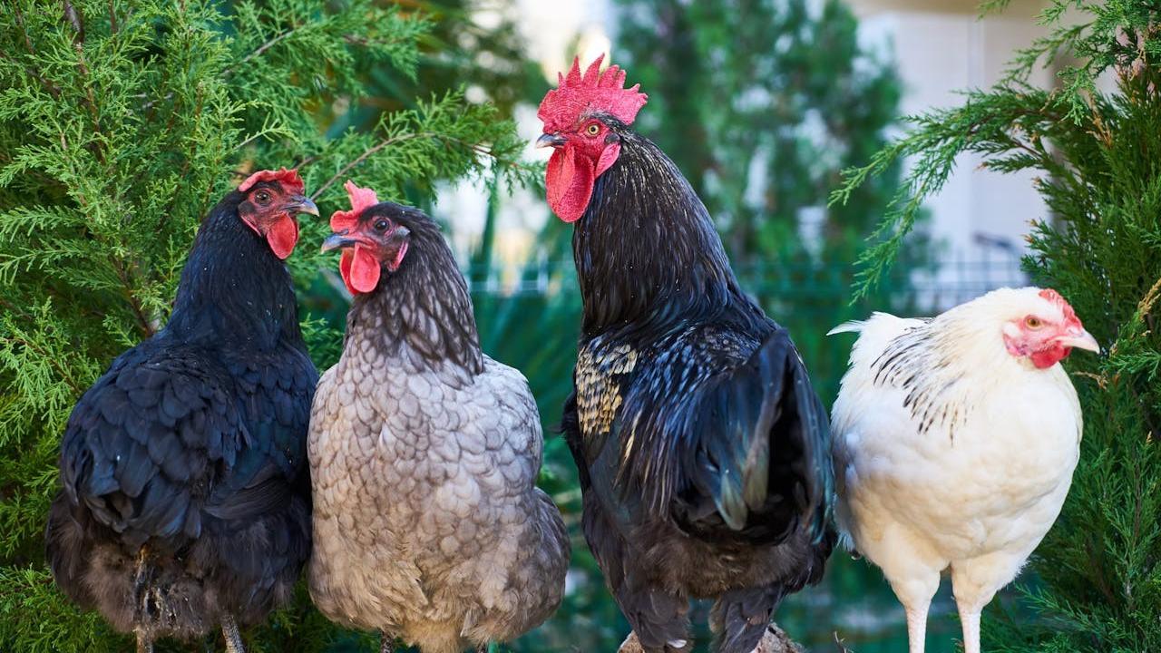 Cara Mengusir Ayam
