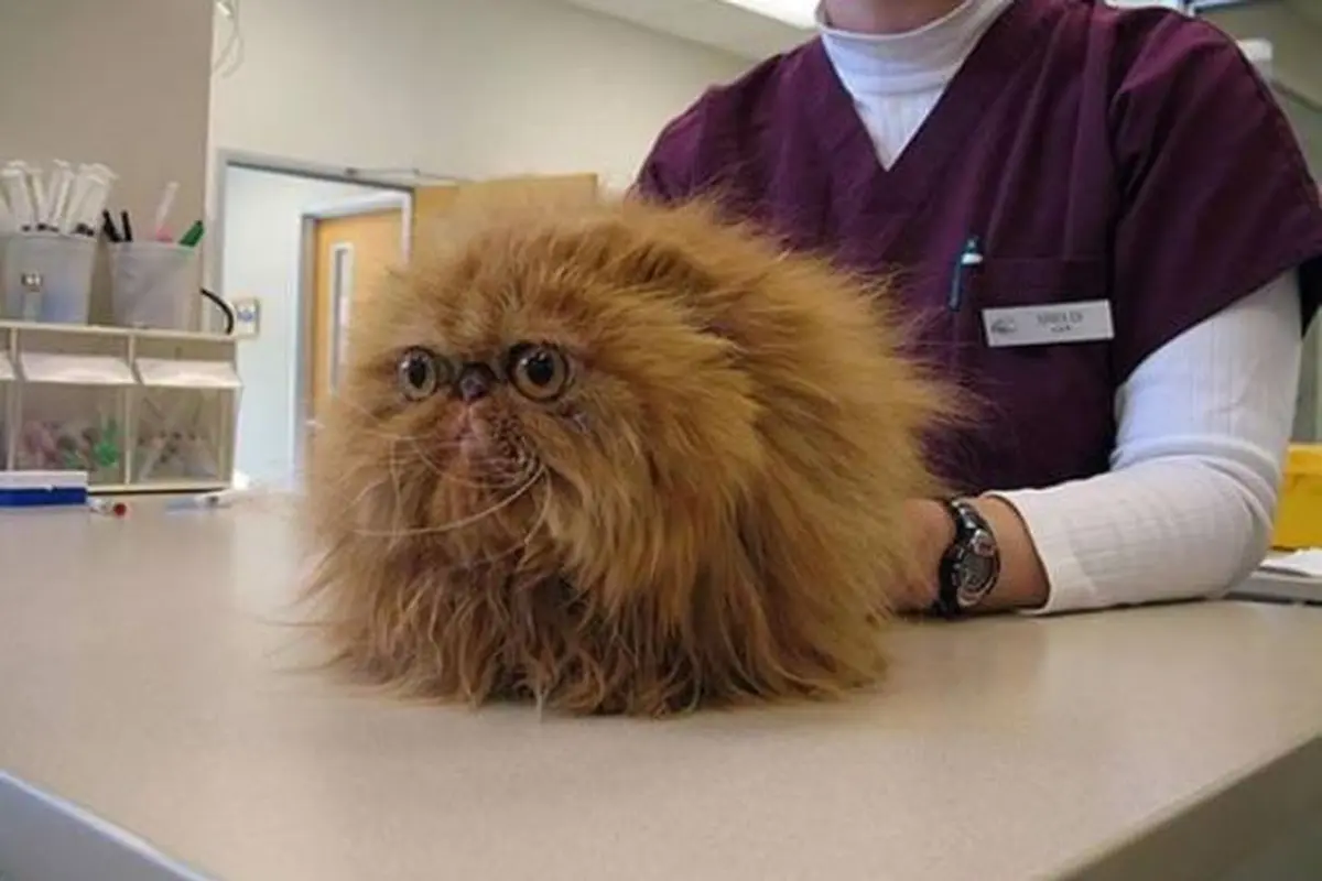Gemas! Tingkah Kucing Ketika Sadar Sedang Berada di Dokter Hewan