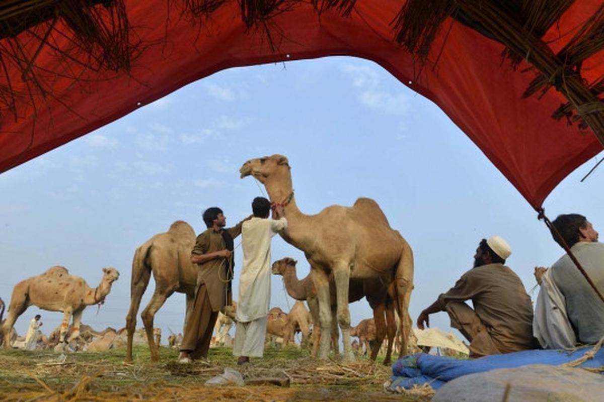 Menengok kesibukan pasar unta di Pakistan jelang Idul Adha