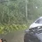 Pohon Raksasa di Taman Balita Tumbang, Satu Korban Meninggal