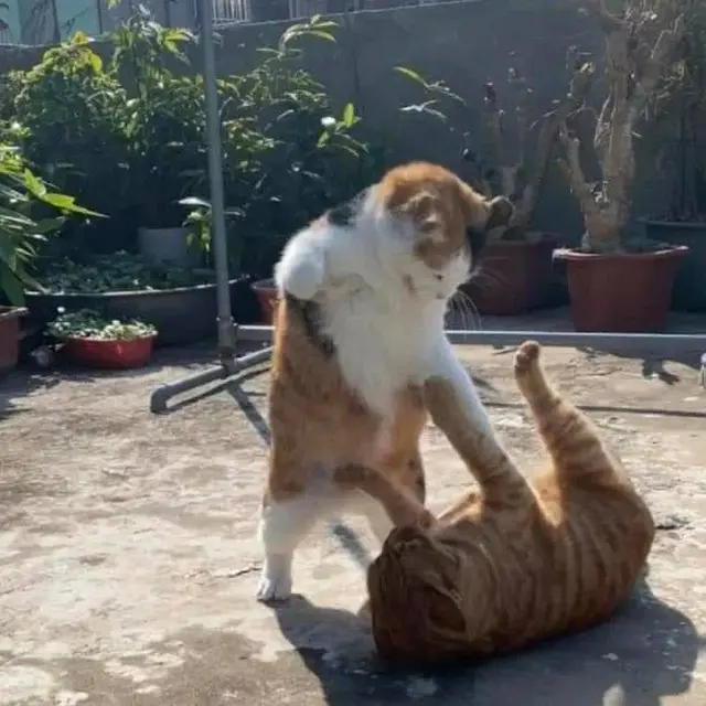 7 Momen Kocak Kucing Kalau Lagi Berantem Ini Kadang Bikin Geleng Kepala