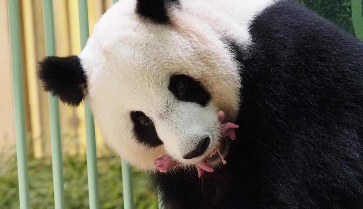 Panda raksasa Huan Huan bersama anak kembarnya yang baru dilahirkan berada dalam kandang di Beauval Zoo, Saint-Aignan-sur-Cher, Prancis, 1 Agustus 2021. Huan Huan yang berarti "Bahagia" dalam bahasa China adalah panda betina yang dipinjamkan China ke ZooParc de Beauval. (Guillaume SOUVANT/AFP)