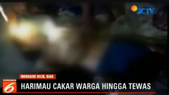 Diduga Digigit Harimau, Buruh Bangunan di Riau Tewas dengan Luka Sobek