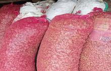 Petani Badui di Lebak Gembira, Harga Kencur Badui Melonjak Jadi Rp20 Ribu per Kg